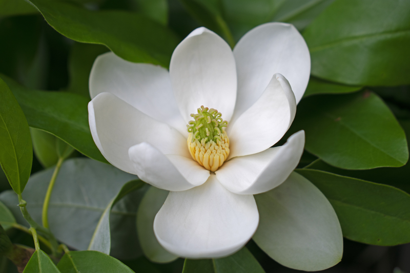 Magnolia on sale